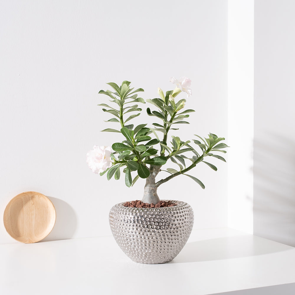 沙漠玫瑰 | 重瓣品種 | 聚財、旺財、招桃花 | 獨家稀有花色 | 森林有塊田