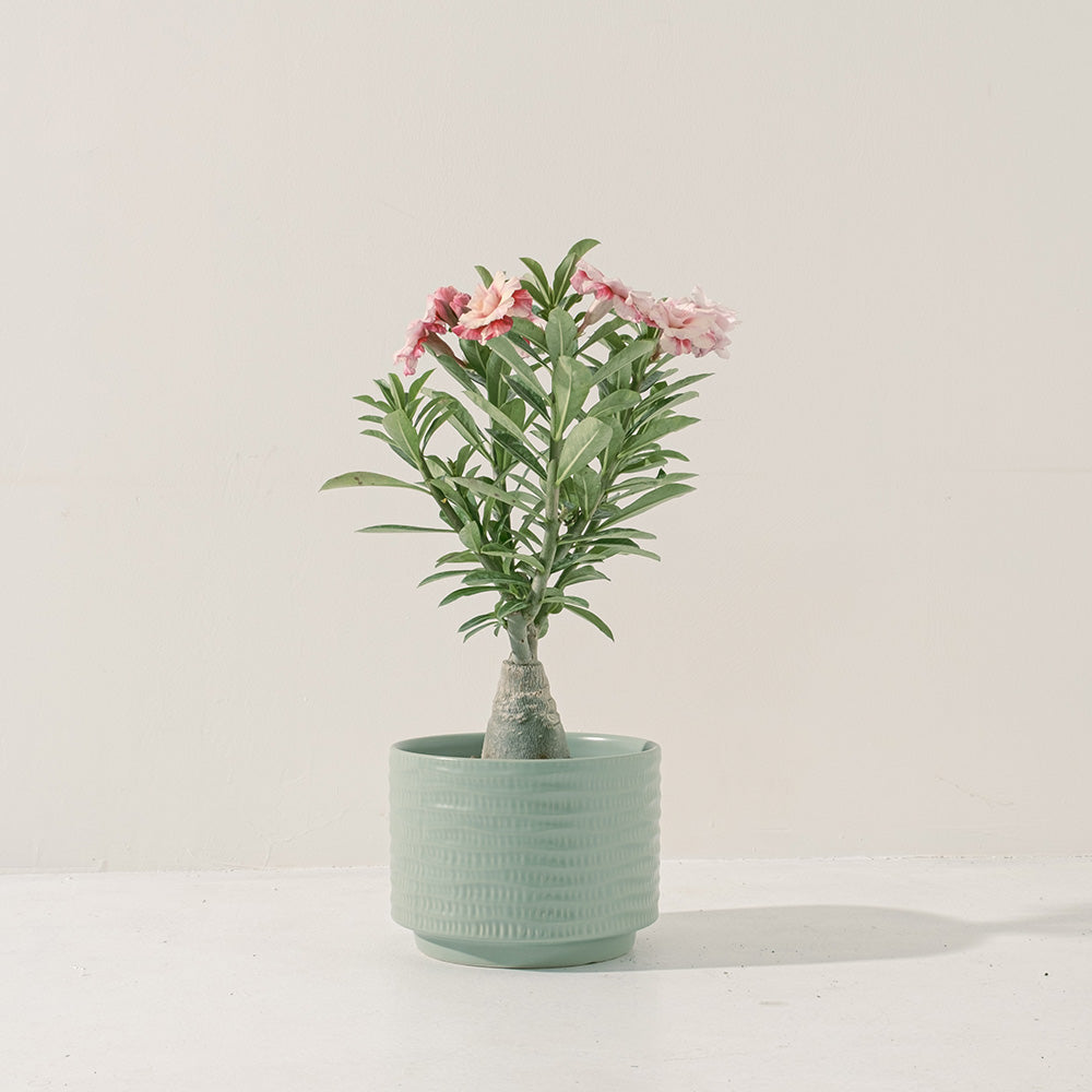 沙漠玫瑰 | 重瓣品種 | 聚財、旺財、招桃花 | 獨家稀有花色 | 森林有塊田