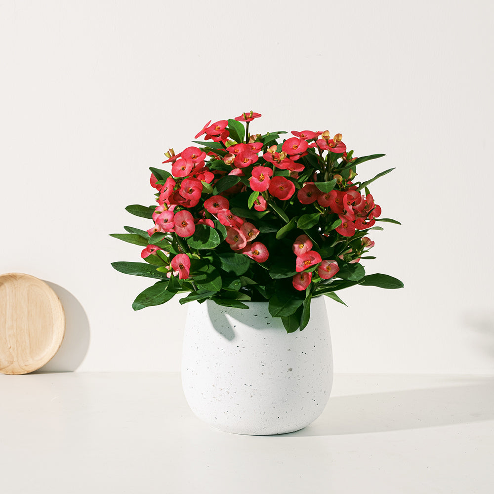 麒麟花盆栽 | 象徵堅忍、耐旱好照顧 | 森林有塊田