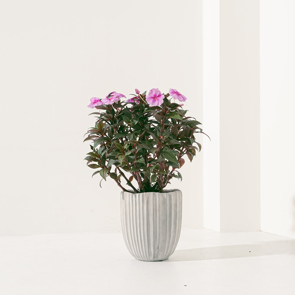 非洲鳳仙花|全年開花|陽光植物|花色隨機出貨