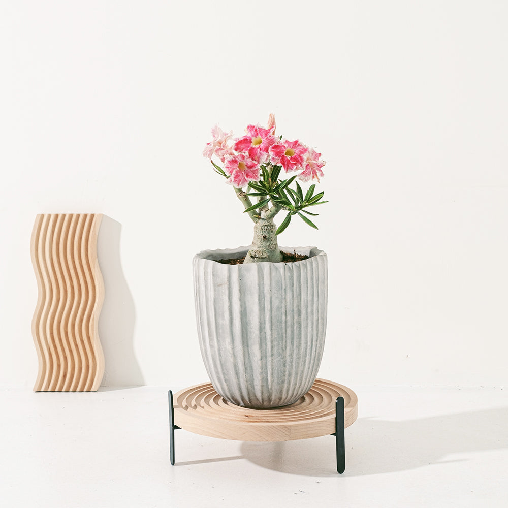 沙漠玫瑰 | 重瓣品種 | 聚財、旺財、招桃花 | 獨家稀有花色 | 森林有塊田