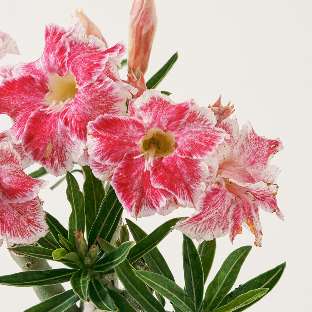 沙漠玫瑰 | 重瓣品種 | 聚財、旺財、招桃花 | 獨家稀有花色 | 森林有塊田