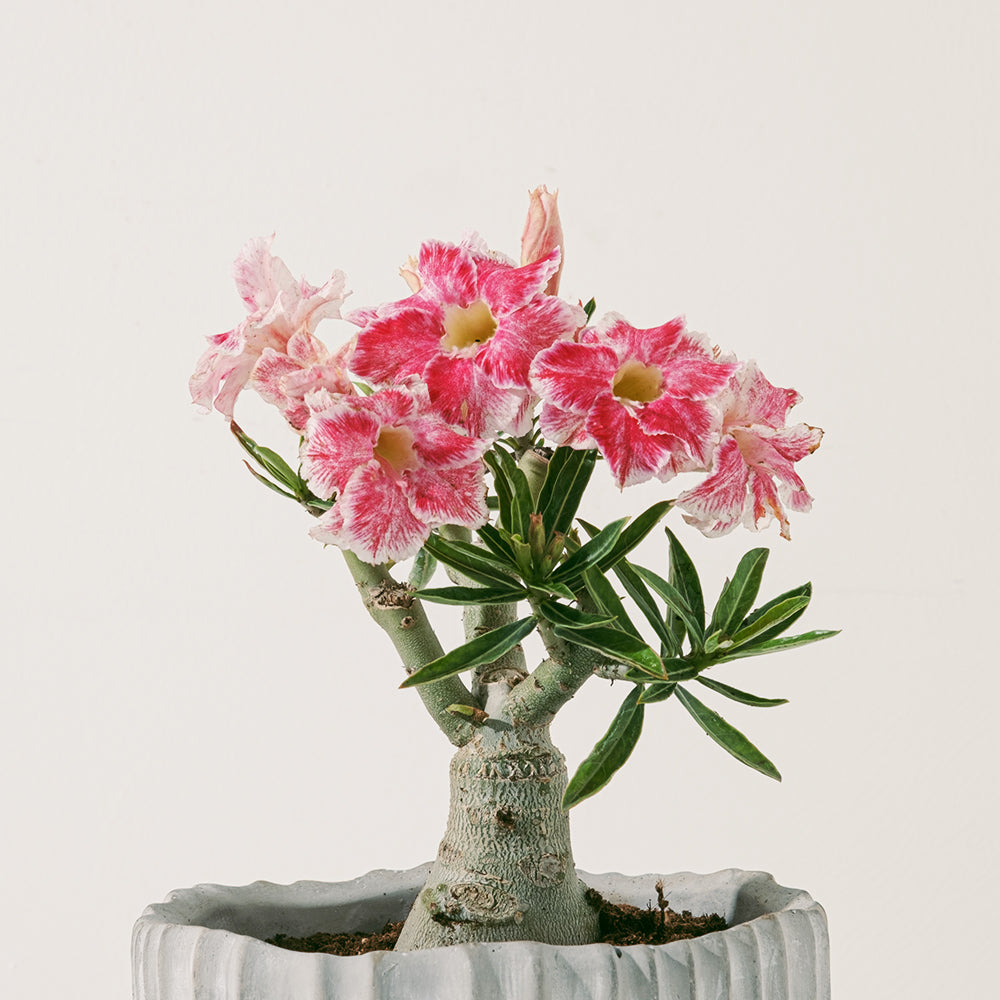 沙漠玫瑰 | 重瓣品種 | 聚財、旺財、招桃花 | 獨家稀有花色 | 森林有塊田