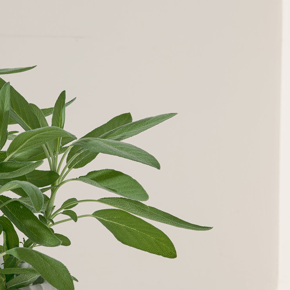 原生鼠尾草 | 經典歐陸香料 | 搭配豬肉、海鮮 | 陽光植物