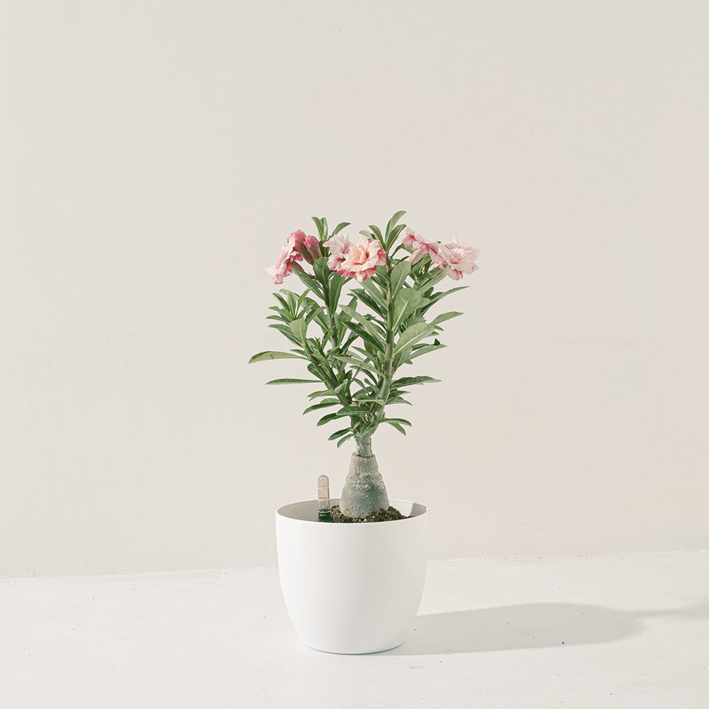 沙漠玫瑰 | 重瓣品種 | 聚財、旺財、招桃花 | 獨家稀有花色 | 森林有塊田