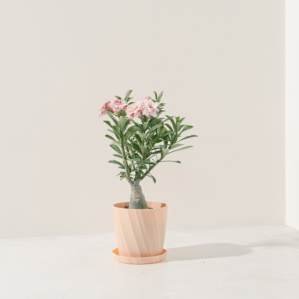 沙漠玫瑰 | 重瓣品種 | 聚財、旺財、招桃花 | 獨家稀有花色 | 森林有塊田