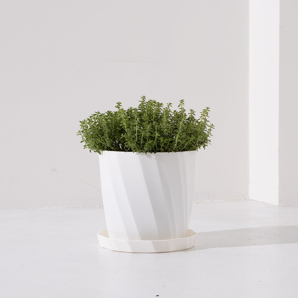 檸檬百里香盆栽 | 料理百里香 | 海鮮、甜點、鴨肉、雞肉 | 陽光植物