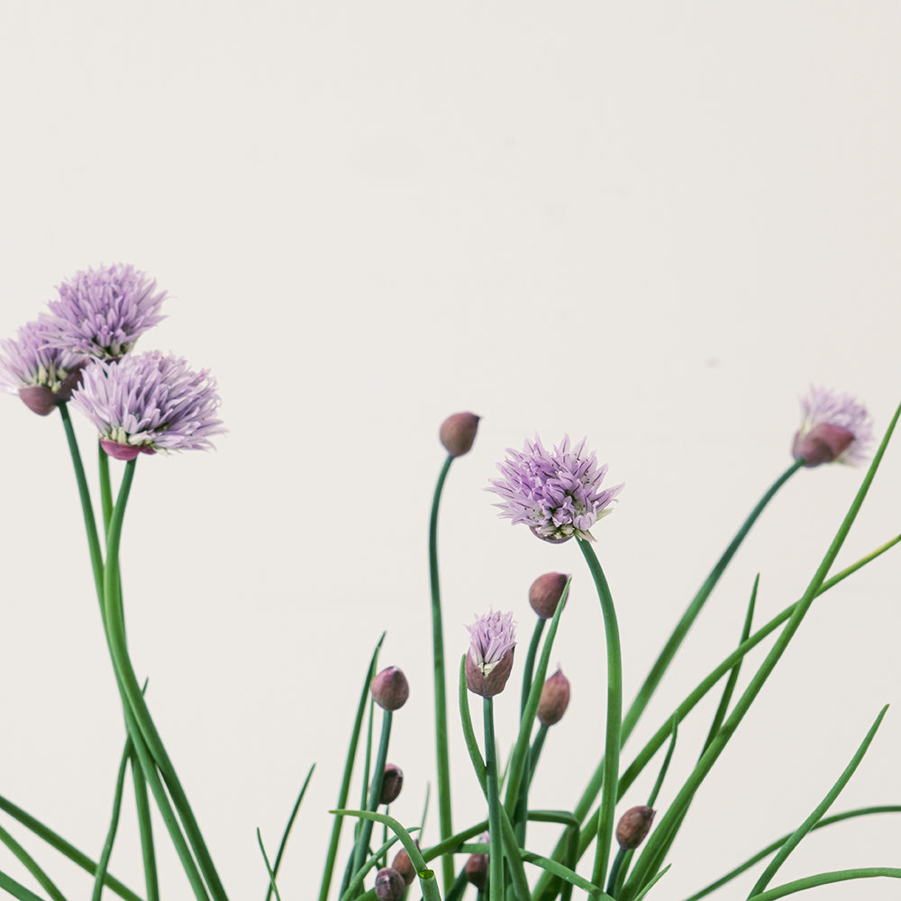 蝦夷蔥 | 細香蔥 | 搭配豆腐、泡麵、山藥 | 不一定有花 | 陽光植物