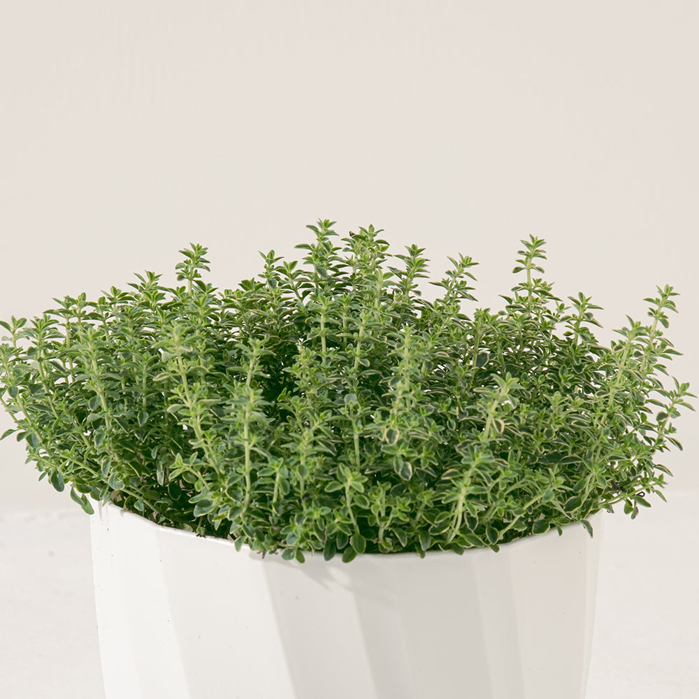 檸檬百里香盆栽 | 料理百里香 | 海鮮、甜點、鴨肉、雞肉 | 陽光植物