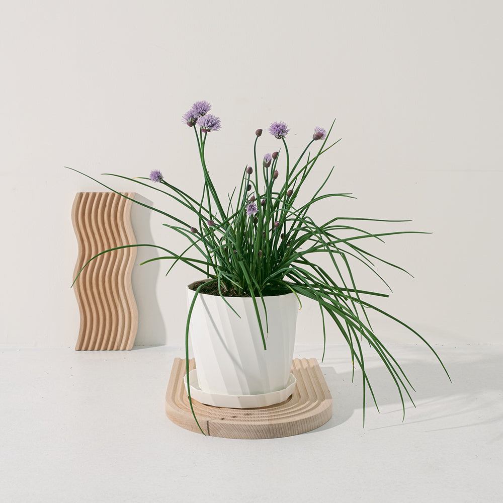 蝦夷蔥 | 細香蔥 | 搭配豆腐、泡麵、山藥 | 不一定有花 | 陽光植物