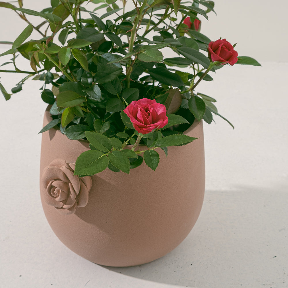 迷你玫瑰|微型月季|好照顧|食用花|花色隨機出貨|陽光植物