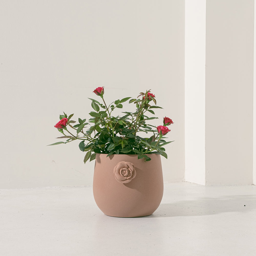 迷你玫瑰|微型月季|好照顧|食用花|花色隨機出貨|陽光植物