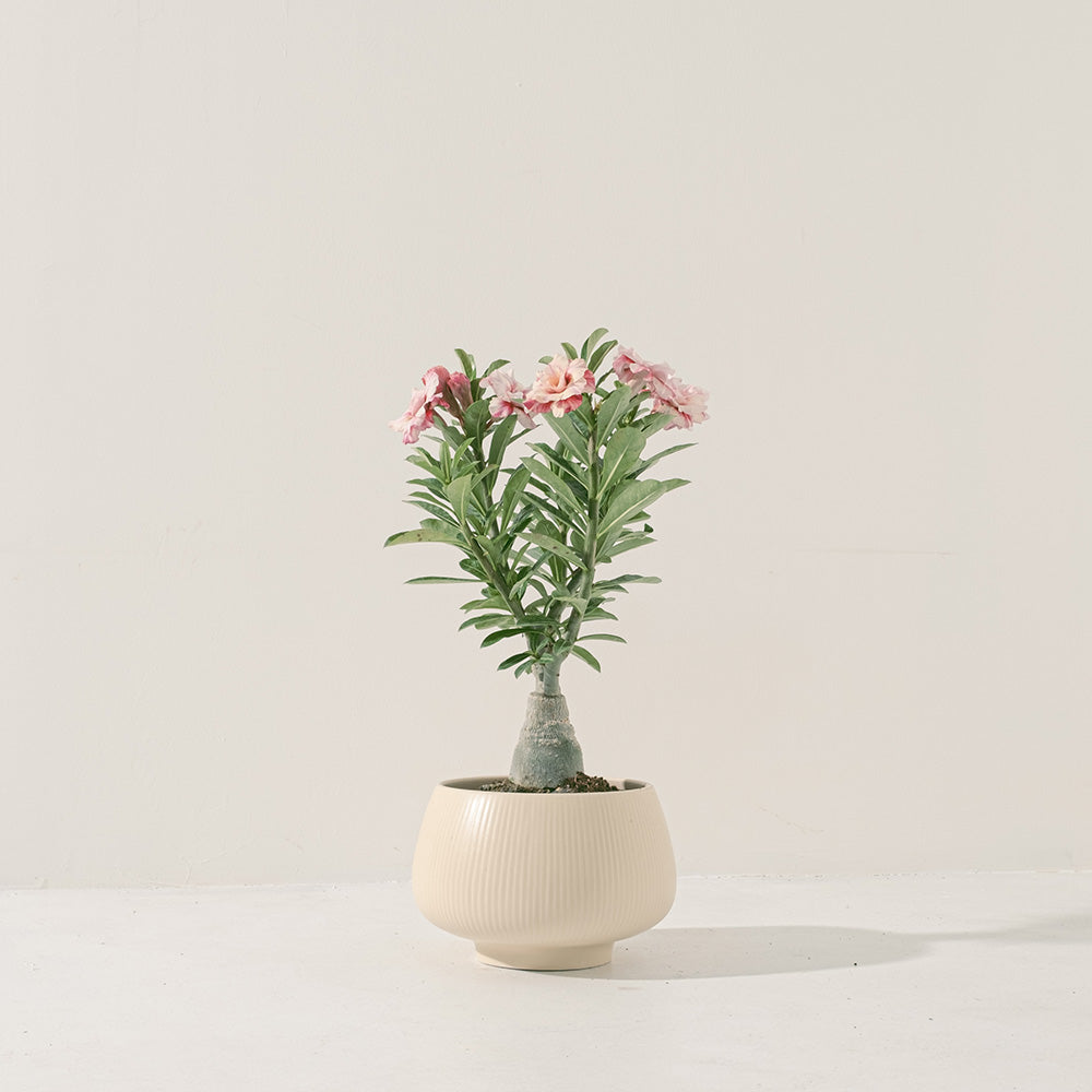 沙漠玫瑰 | 重瓣品種 | 聚財、旺財、招桃花 | 獨家稀有花色 | 森林有塊田