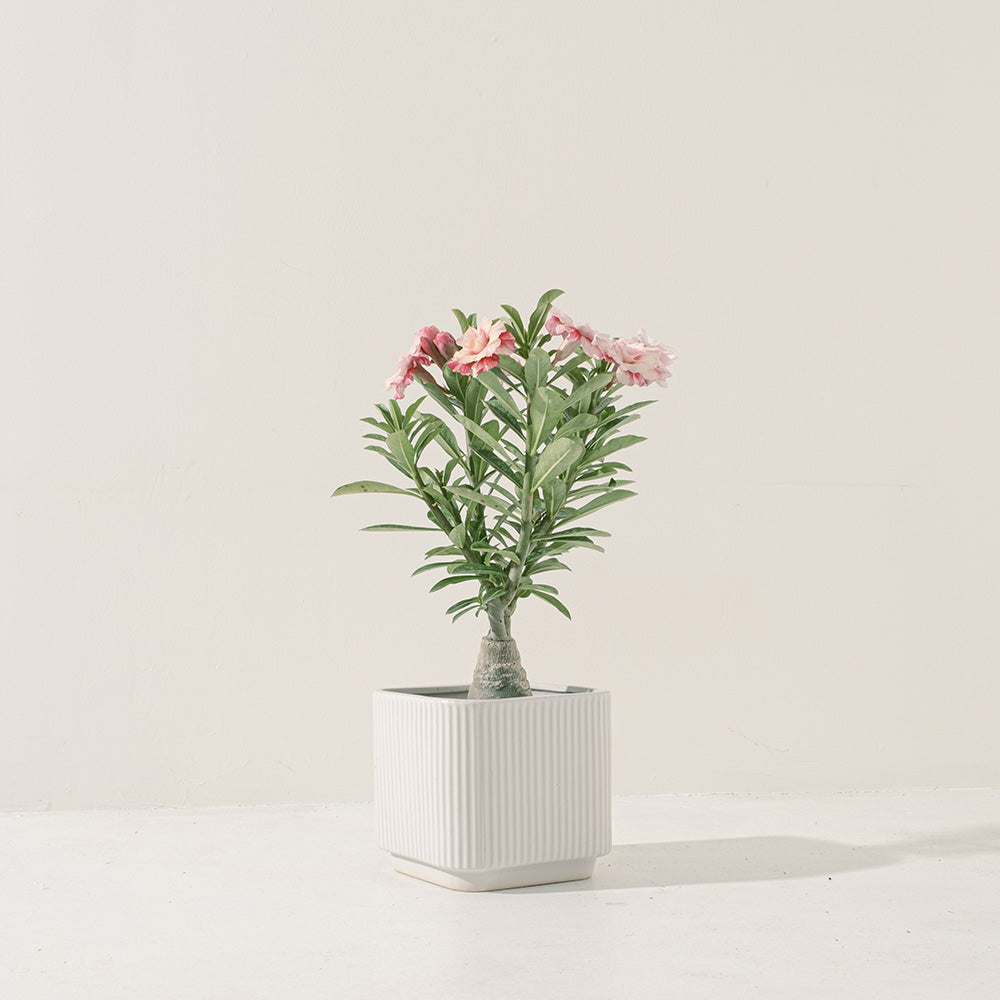 沙漠玫瑰 | 重瓣品種 | 聚財、旺財、招桃花 | 獨家稀有花色 | 森林有塊田