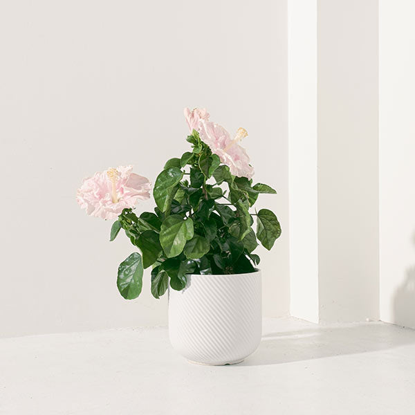 大花扶桑 | 朱槿 | 財運亨通 、聚集人氣 | 陽光植物