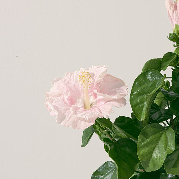 大花扶桑 | 朱槿 | 財運亨通 、聚集人氣 | 陽光植物