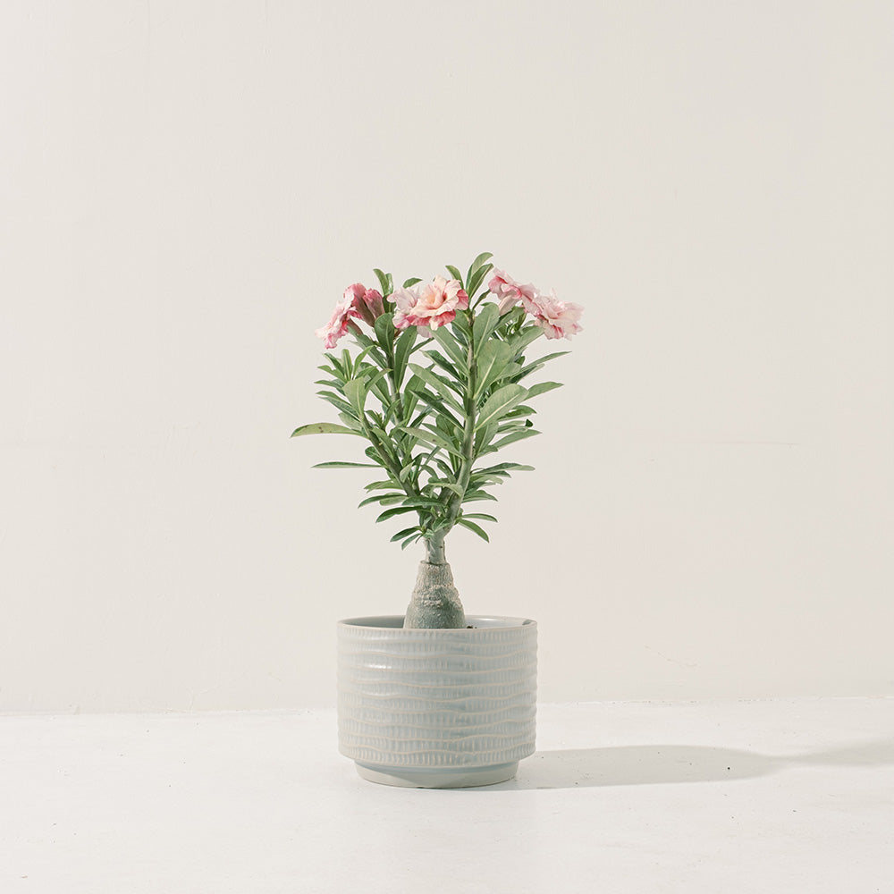 沙漠玫瑰 | 重瓣品種 | 聚財、旺財、招桃花 | 獨家稀有花色 | 森林有塊田