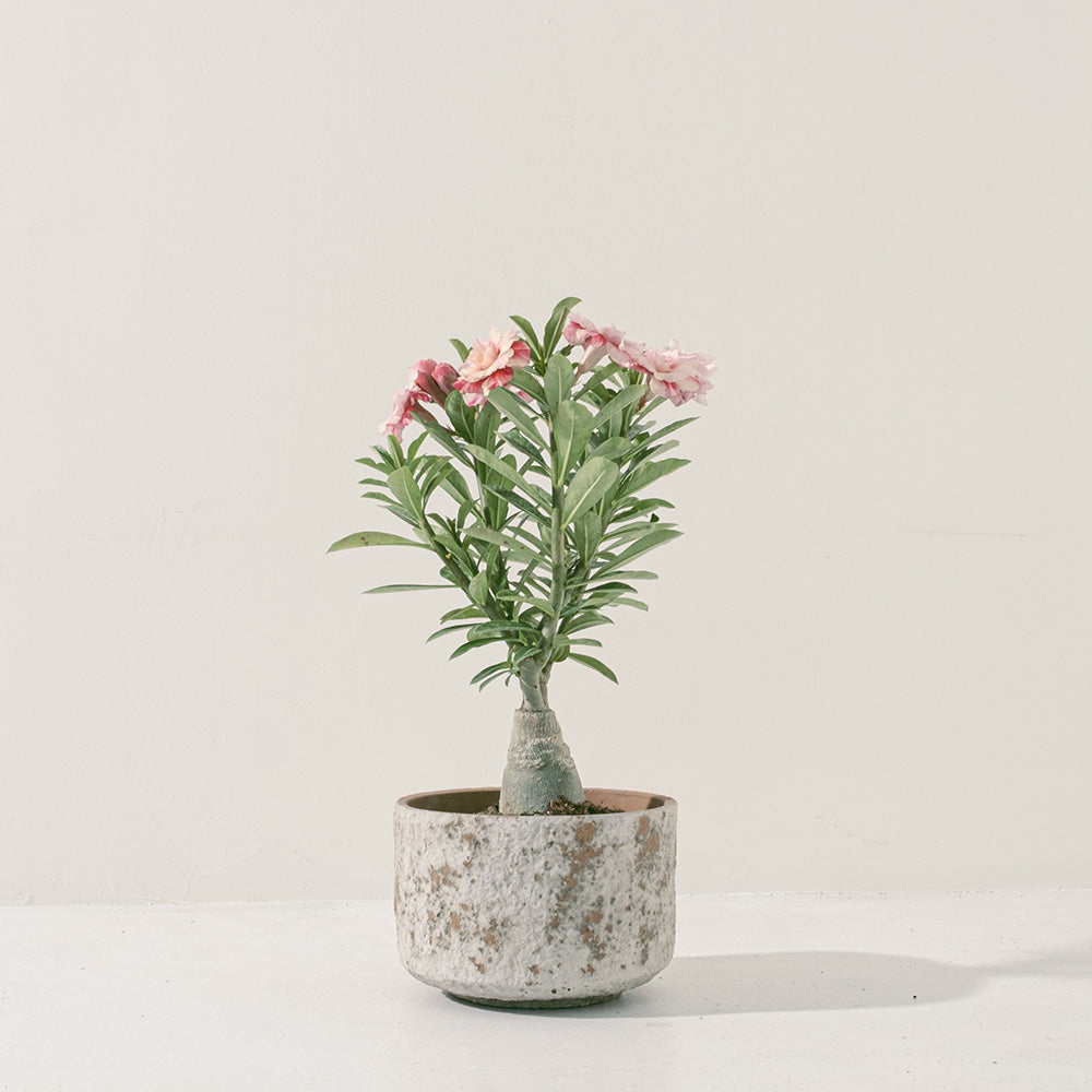 沙漠玫瑰 | 重瓣品種 | 聚財、旺財、招桃花 | 獨家稀有花色 | 森林有塊田