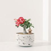 沙漠玫瑰 | 重瓣品種 | 聚財、旺財、招桃花 | 獨家稀有花色 | 森林有塊田