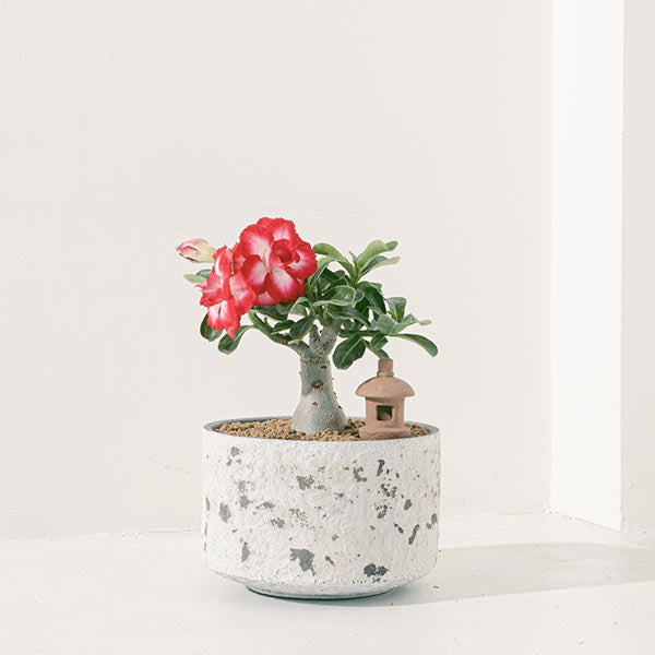 沙漠玫瑰 | 重瓣品種 | 聚財、旺財、招桃花 | 獨家稀有花色 | 森林有塊田