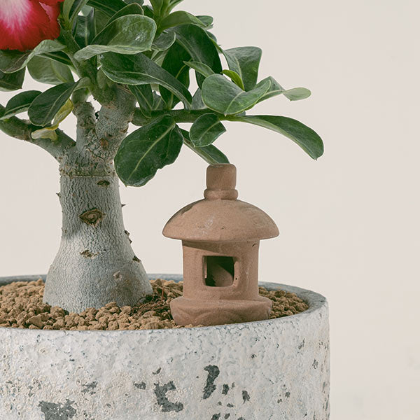 沙漠玫瑰 | 重瓣品種 | 聚財、旺財、招桃花 | 獨家稀有花色 | 森林有塊田