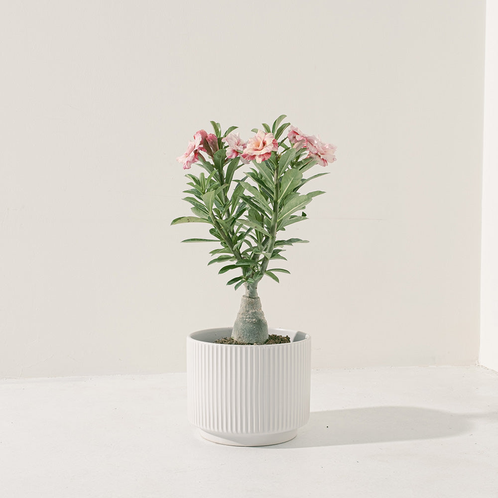 沙漠玫瑰 | 重瓣品種 | 聚財、旺財、招桃花 | 獨家稀有花色 | 森林有塊田