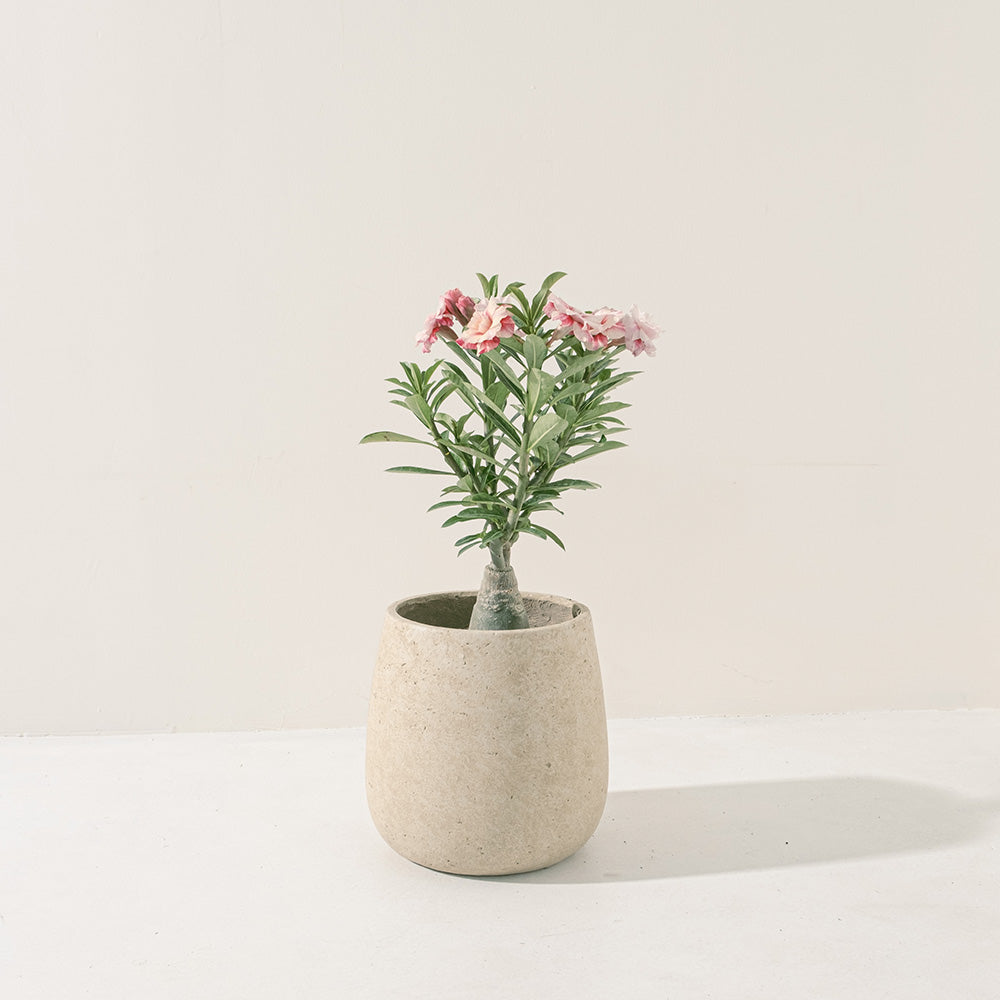 沙漠玫瑰 | 重瓣品種 | 聚財、旺財、招桃花 | 獨家稀有花色 | 森林有塊田