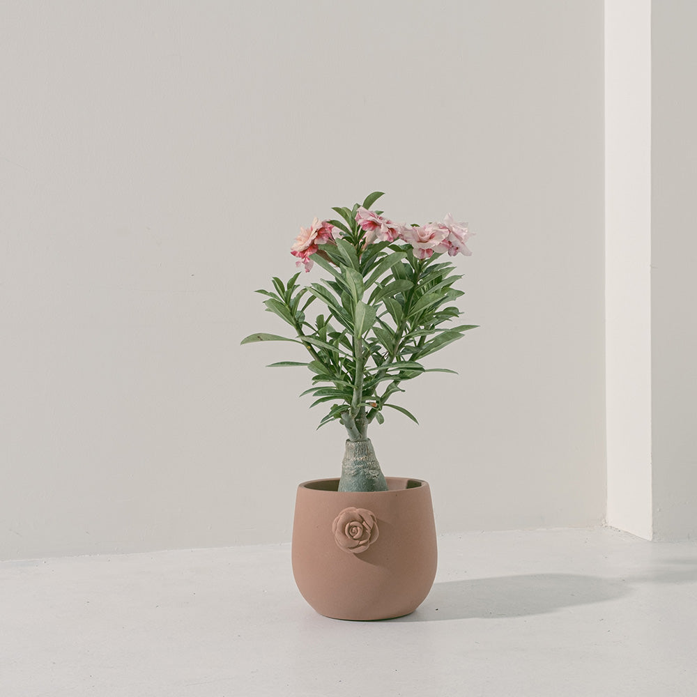 沙漠玫瑰 | 重瓣品種 | 聚財、旺財、招桃花 | 獨家稀有花色 | 森林有塊田