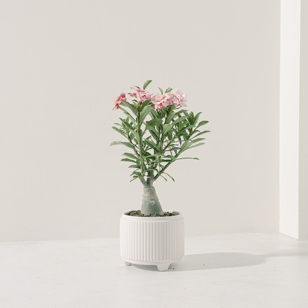 沙漠玫瑰 | 重瓣品種 | 聚財、旺財、招桃花 | 獨家稀有花色 | 森林有塊田