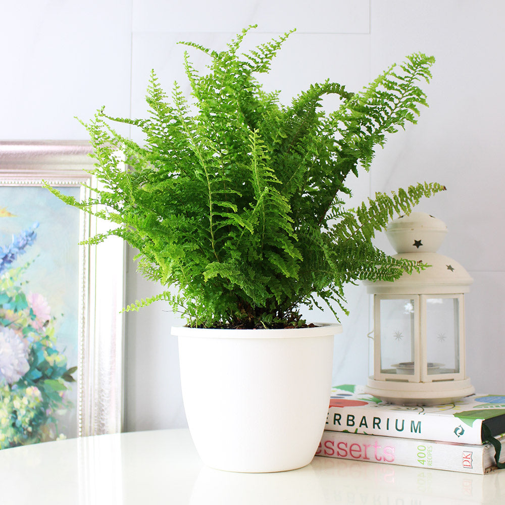 波士頓腎蕨 | 蕨類植物 | 室內植物 | 淨化甲醛