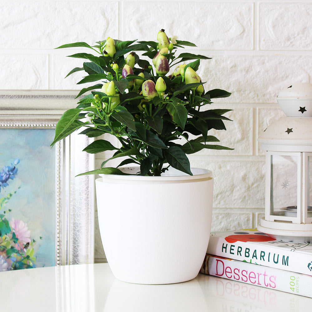 五彩辣椒 | 會辣 | 七彩辣椒 | 糖果辣椒 | 陽光植物