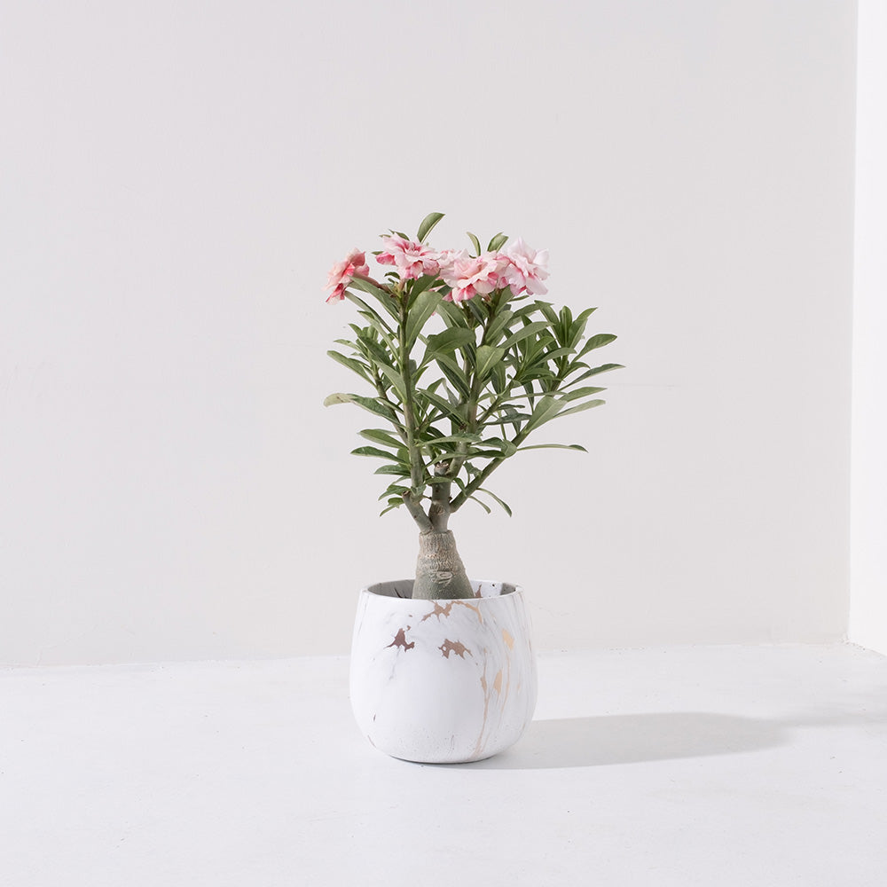 沙漠玫瑰 | 重瓣品種 | 聚財、旺財、招桃花 | 獨家稀有花色 | 森林有塊田