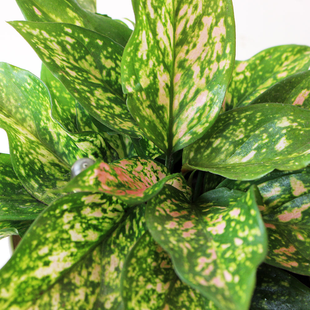 粉愛玉粗肋草 | 水耕 | 去除甲醛、甲苯 | 喜歡潮濕環境|無土栽培 |室內植物