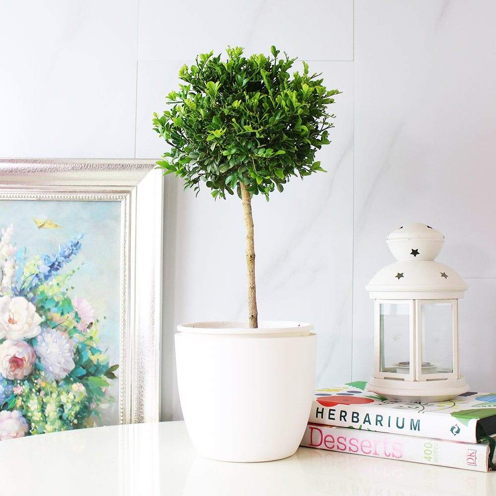 七里香盆栽|陽光植物