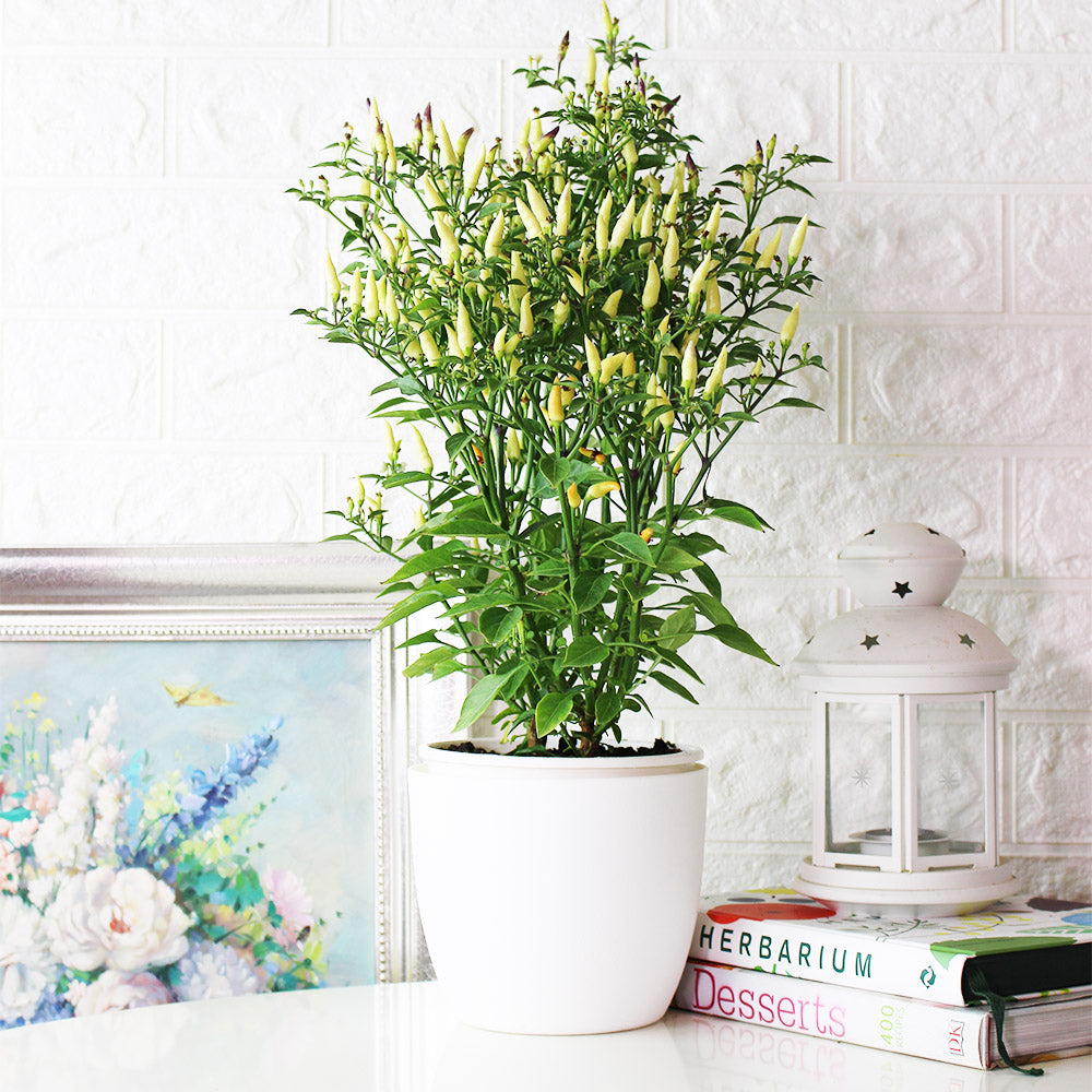 小槍辣椒 | 香氣很棒的辣椒 | 黃色、紅色的果實都可以食用 | 陽光植物