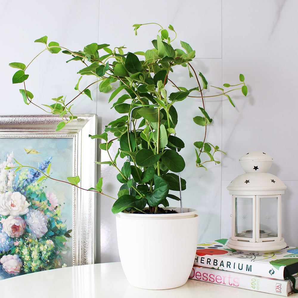 忍冬|金銀花|花可泡茶|食用花|陽光植物