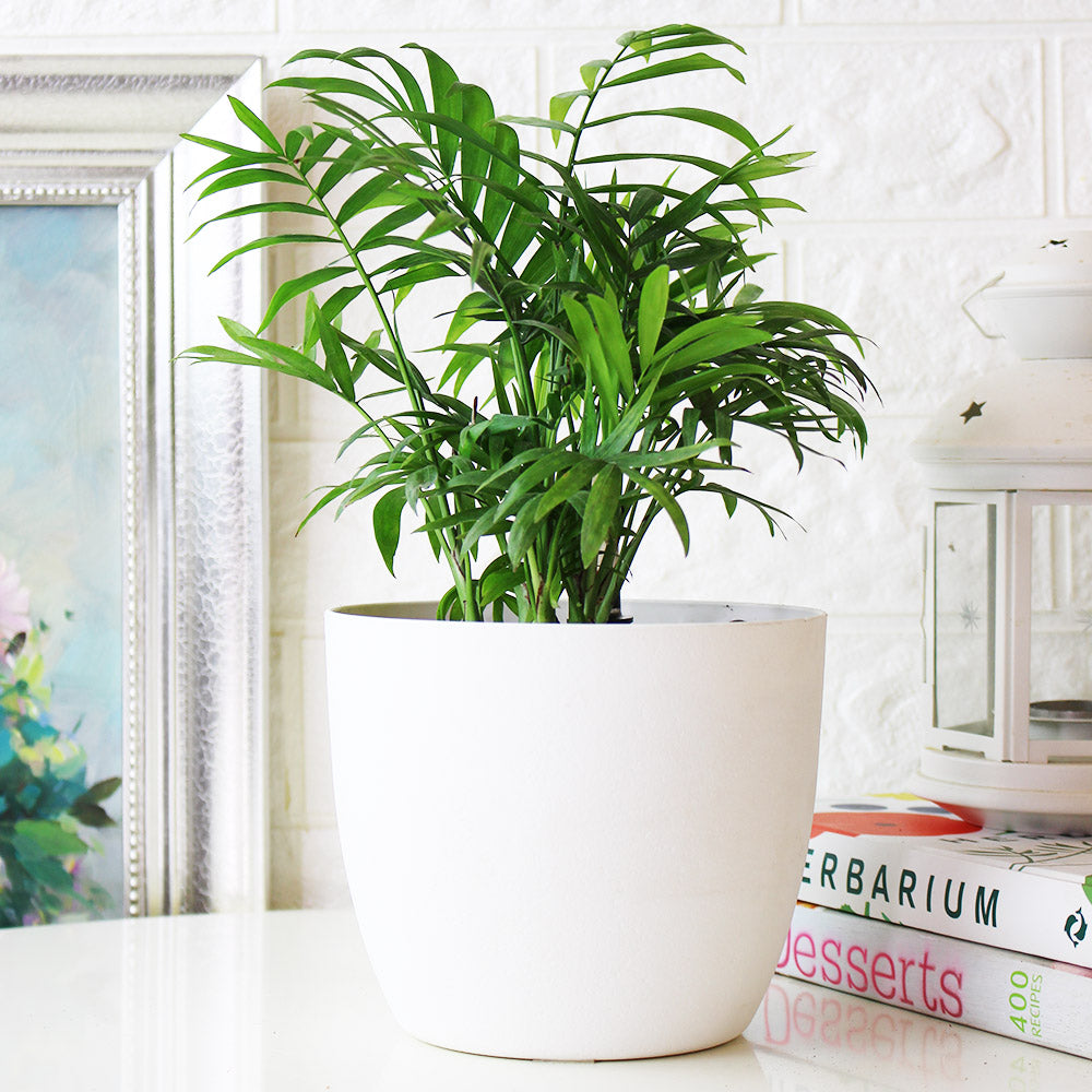 袖珍椰子盆栽 | 淨化空氣優等生 | 兒童、 寵物安全 | 小型棕櫚|室內植物 | 小品盆栽