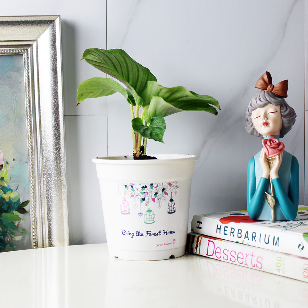 青蘋果竹芋 | 室內植物 | 雨林植物 | 貓狗安全 | 寵物安全