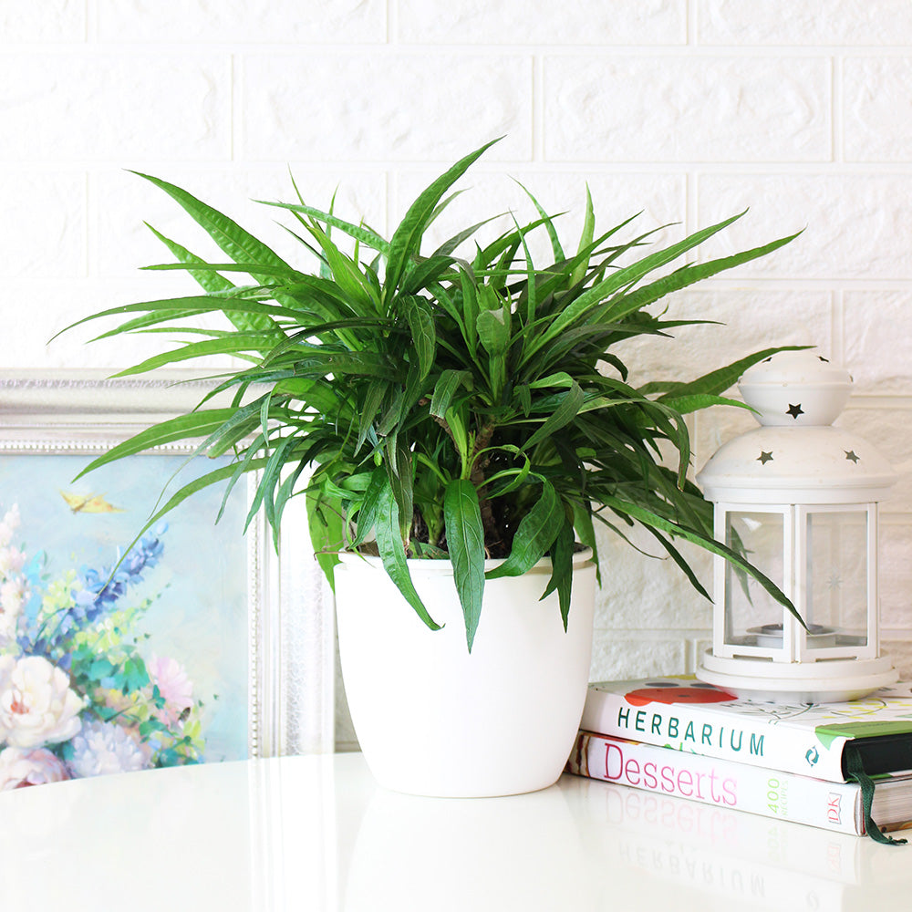 翠蘆莉盆栽 | 全年開花 | 陽光植物