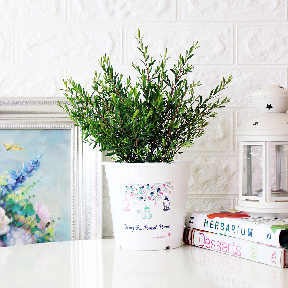 棉花糖茶樹盆栽 | 紫色蜂蜜茶樹 | 陽光植物