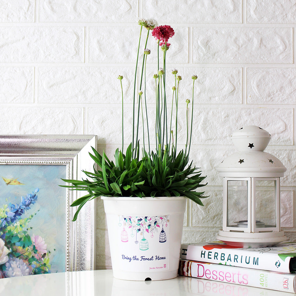 海石竹盆栽 | 桃花釵 | 細葉品種 | 陽光植物