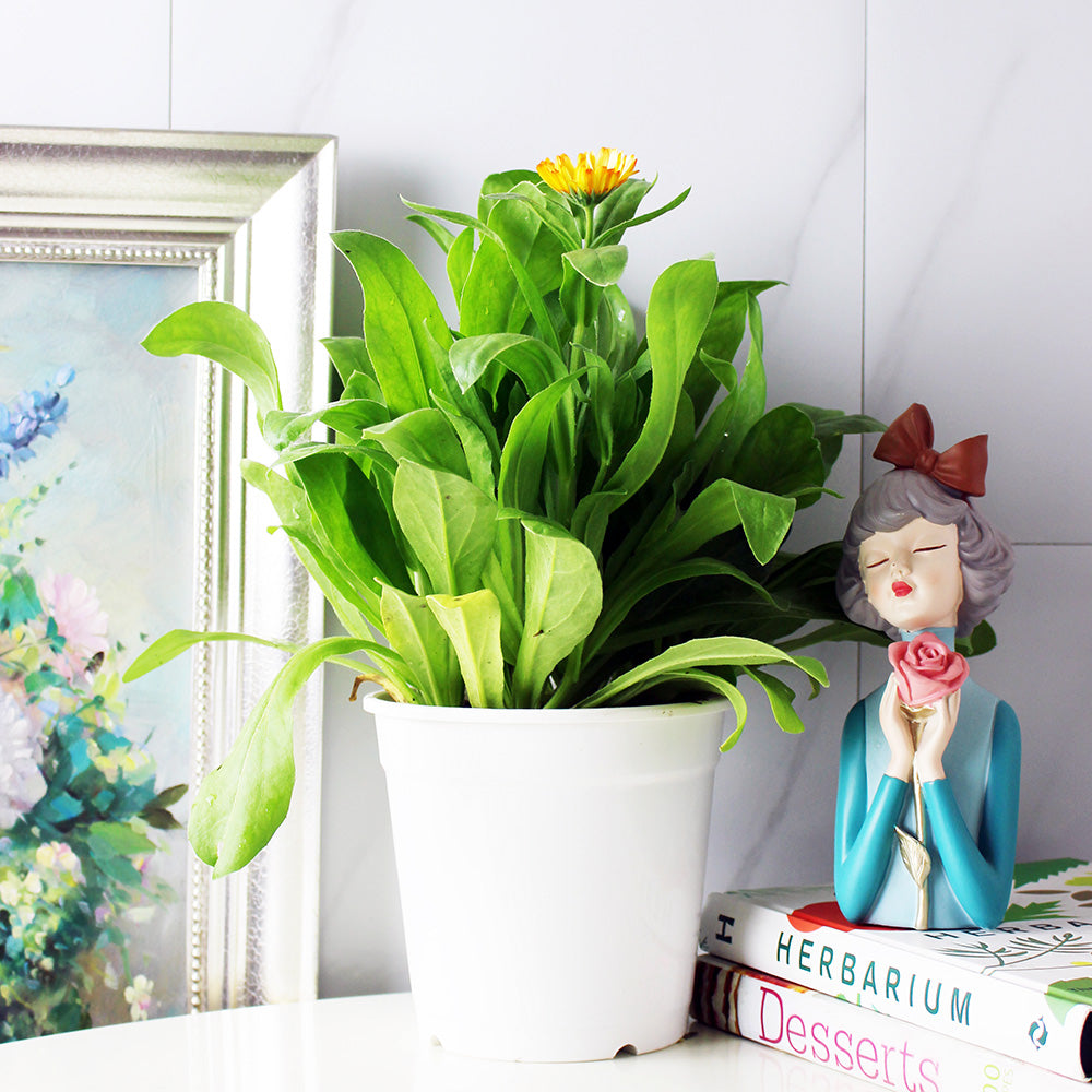 金盞花 | 金盞菊 | 開花中 | 可做浸泡油 | 花和葉都可以食用 | 食用花 | 花色隨機出貨 | 陽光植物