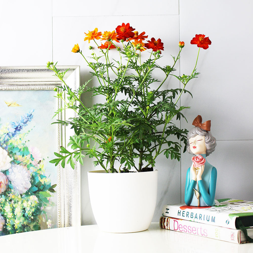 波斯菊 | 大花波斯菊 | 好照顧 | 陽光植物