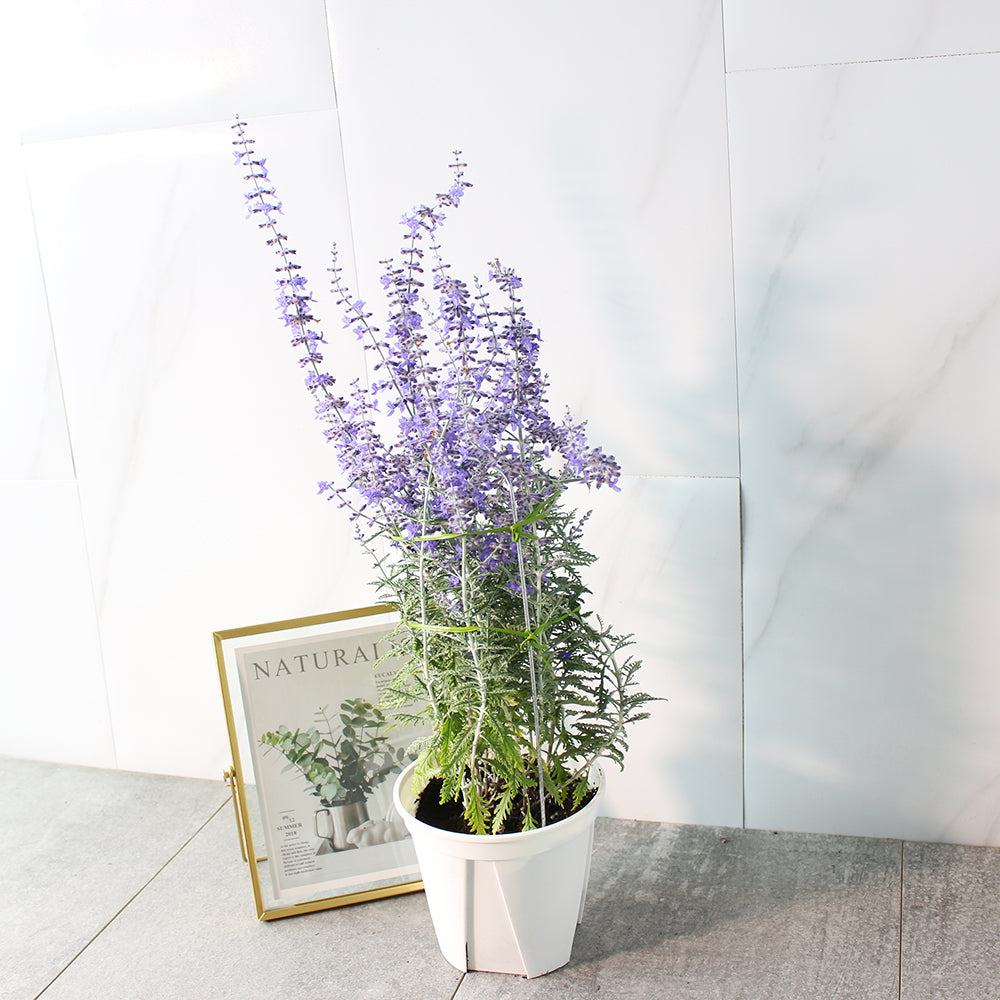 俄羅斯鼠尾草 | 食用花 | 清新的鼠尾草香氣 | 陽光植物