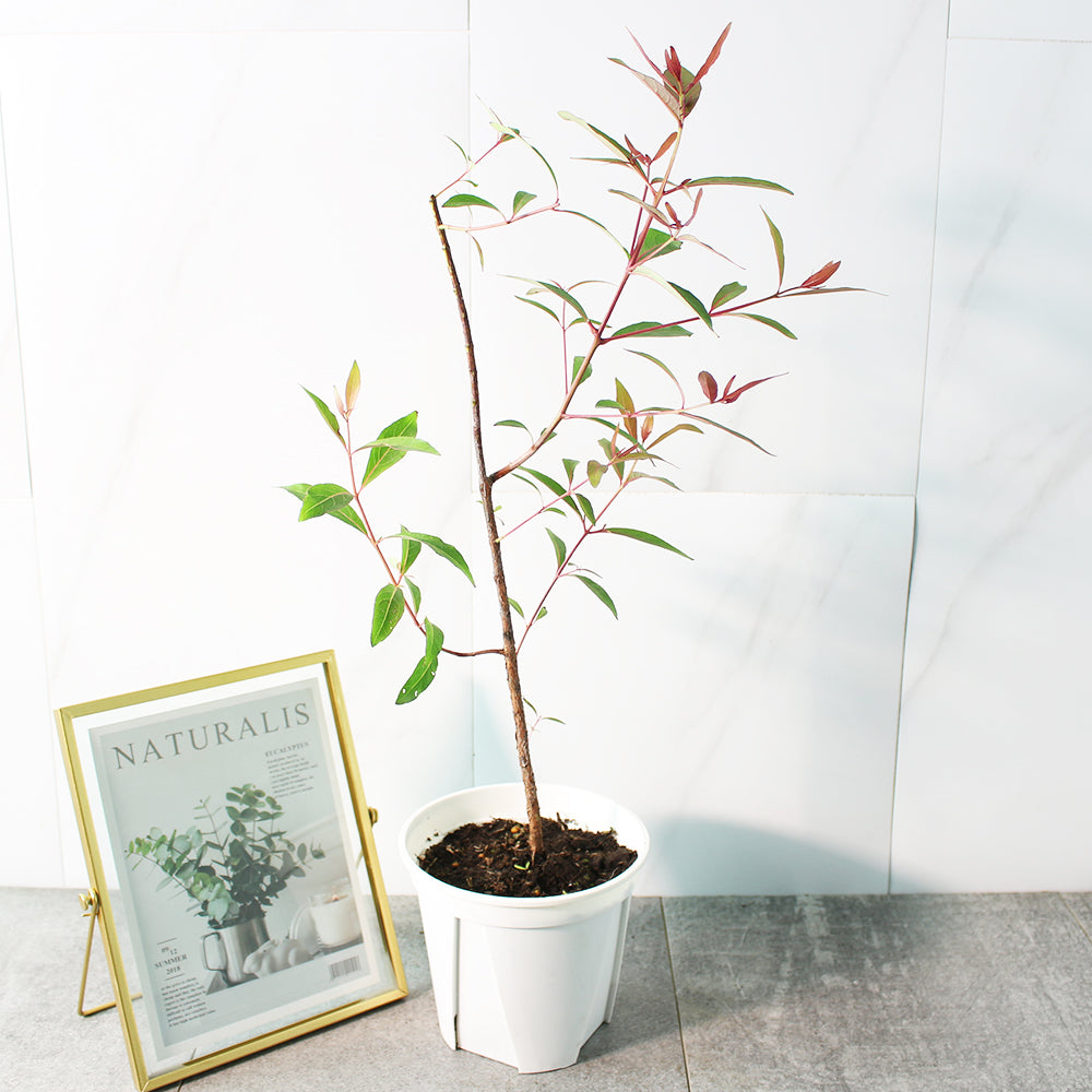 彩虹桉 | 每年都會有不同的顏色的樹皮 | 開花也是很漂亮 | 陽光植物