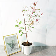 彩虹桉 | 每年都會有不同的顏色的樹皮 | 開花也是很漂亮 | 陽光植物