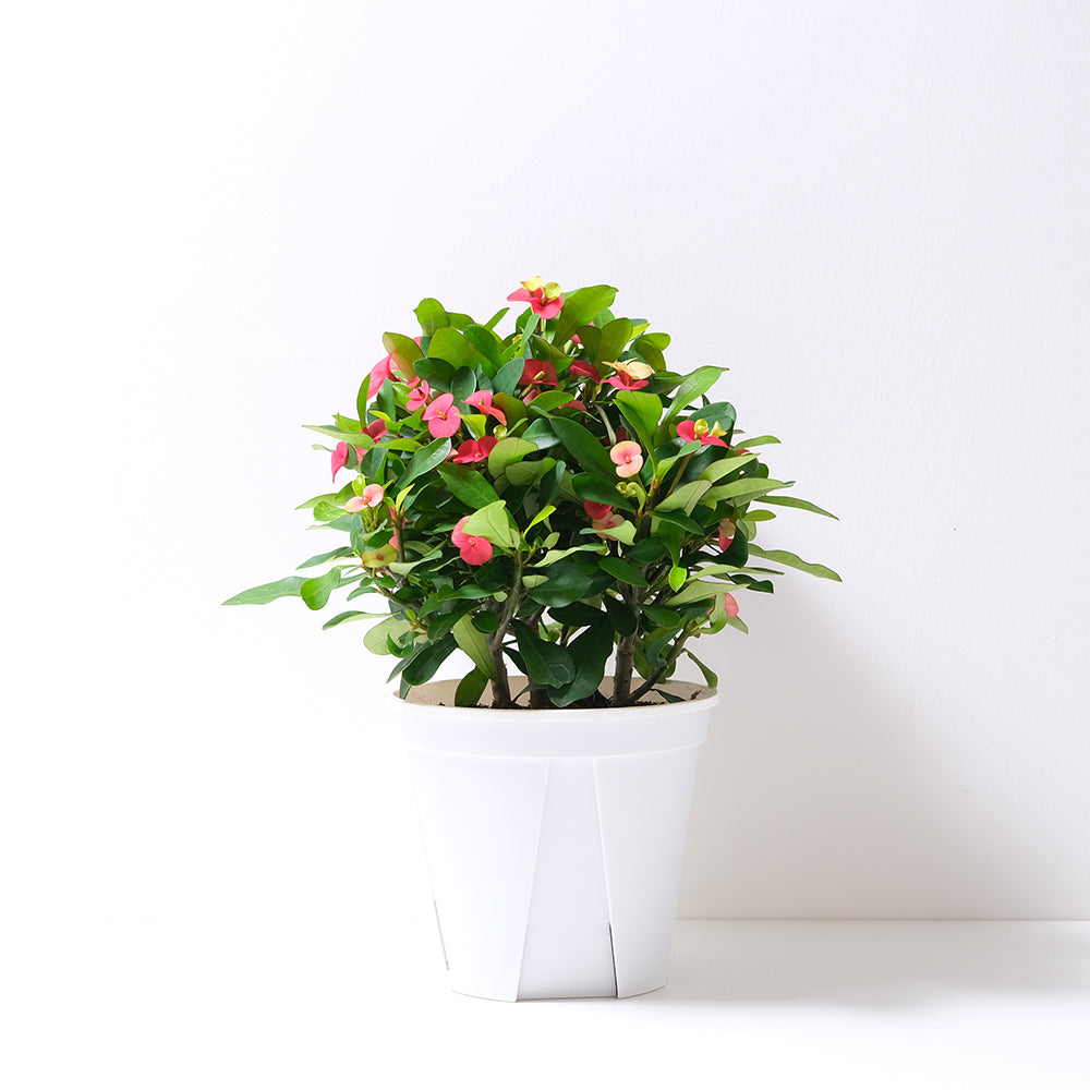 麒麟花盆栽 | 象徵堅忍、耐旱好照顧 | 森林有塊田