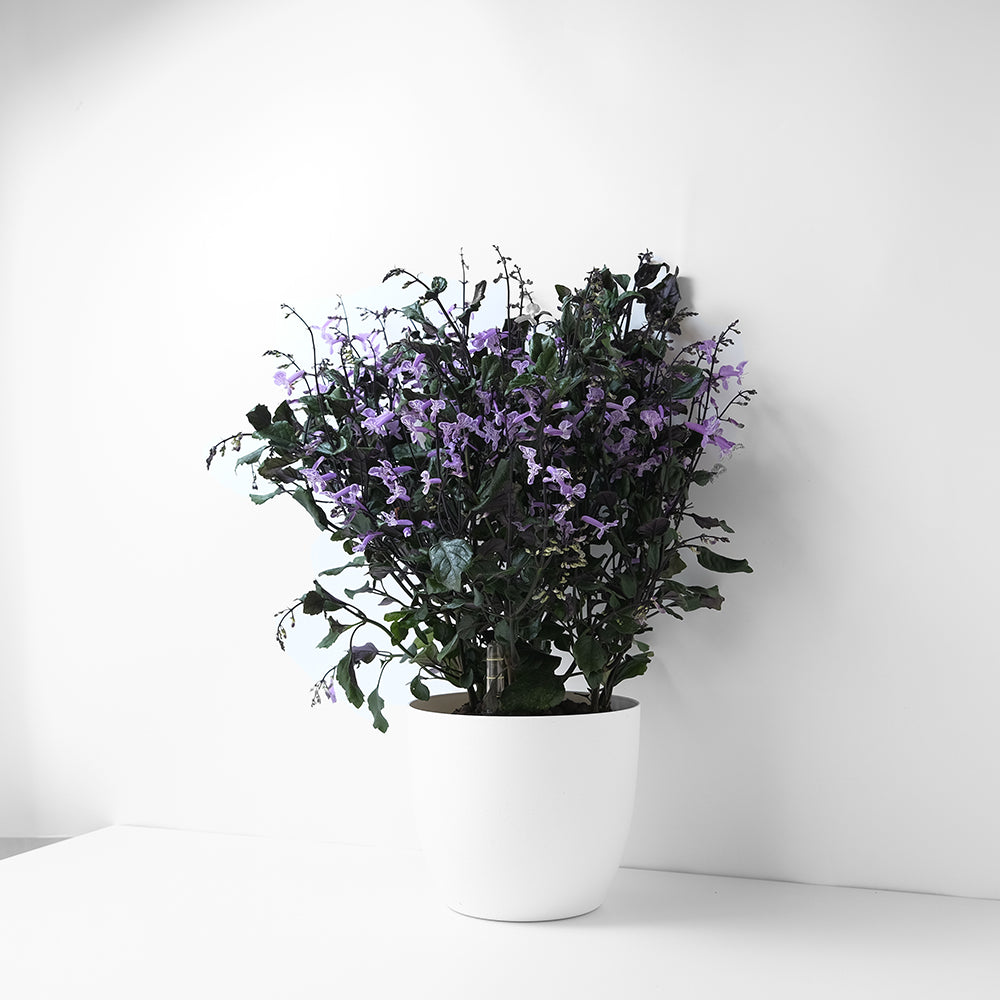 紫鳳凰 | 夢娜薰衣草 | 幾乎全年開花| 陽光植物