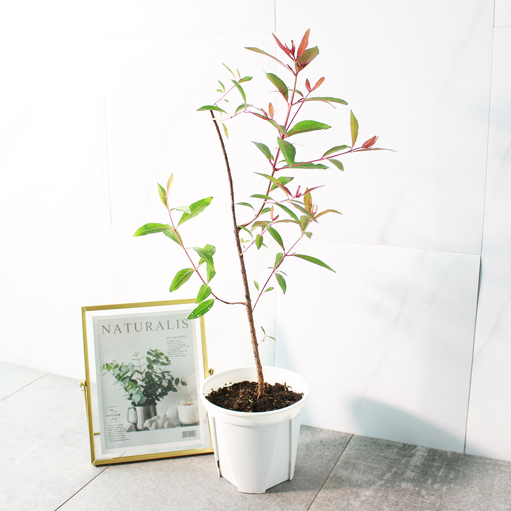 彩虹桉 | 每年都會有不同的顏色的樹皮 | 開花也是很漂亮 | 陽光植物