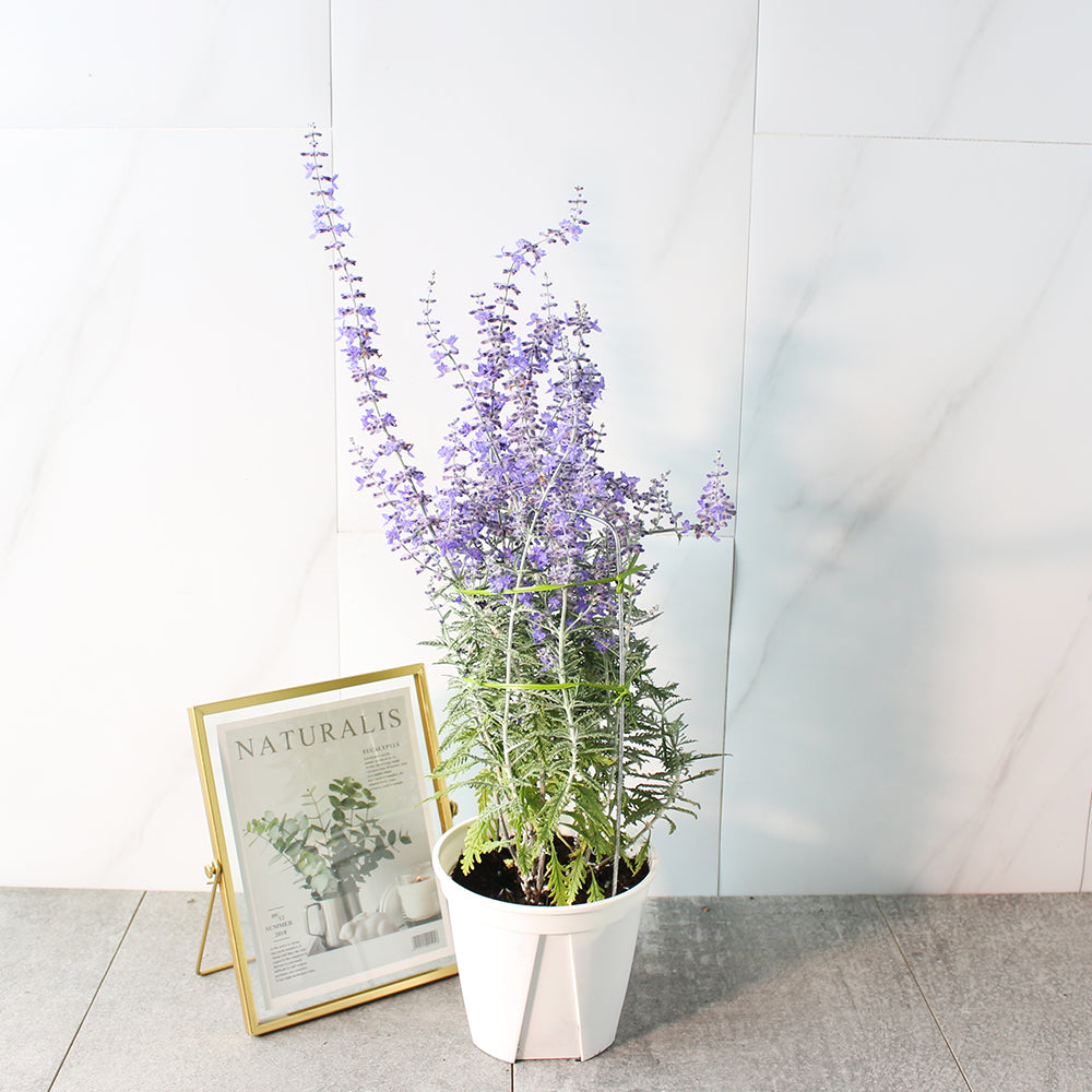 俄羅斯鼠尾草 | 食用花 | 清新的鼠尾草香氣 | 陽光植物